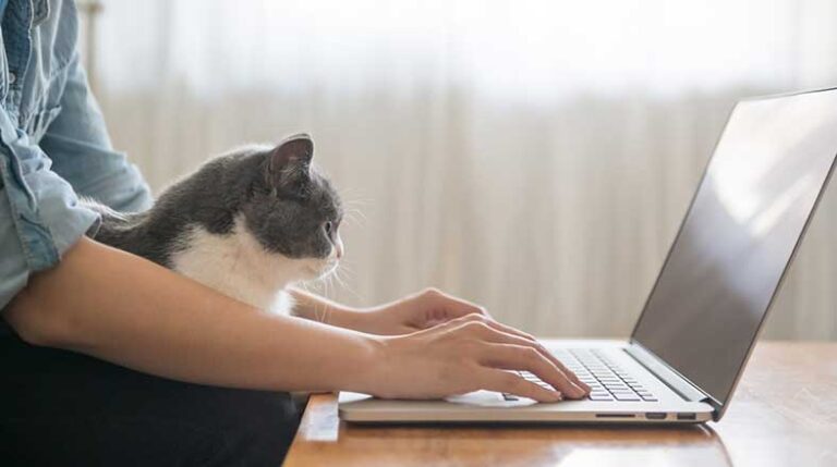 Revista-Pulo-do-gato-edicao-colecionador-gato-na-quarentena