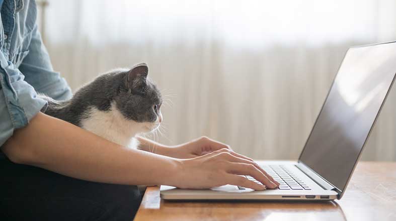 Noruegues_da_Floresta_Top_Gatos_Pulo_do_Gato