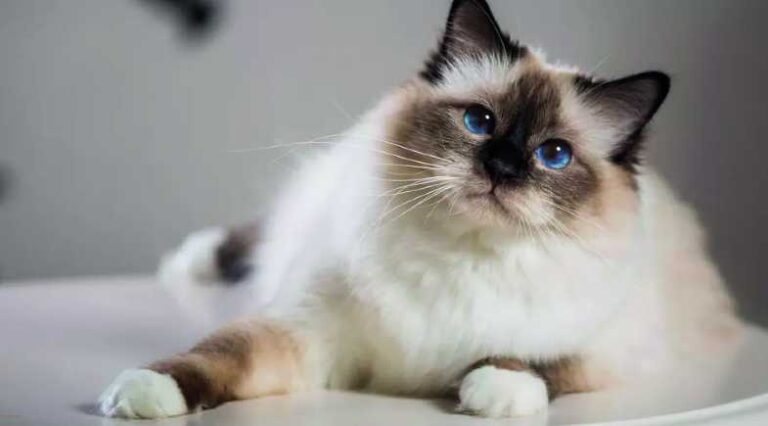 Sagrado_da_Birmania_Pulo_do_Gato_SEO