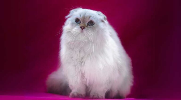 Scottish_Fold_Abre_Pulo_do_Gato