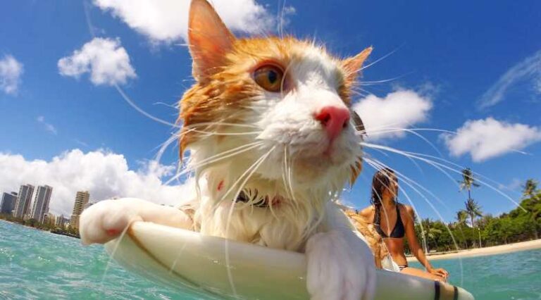 Segura_essa_Pulo_do_gato_capa_seo