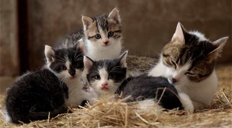 Temperamento_Gatos_Pulo_do_Gato