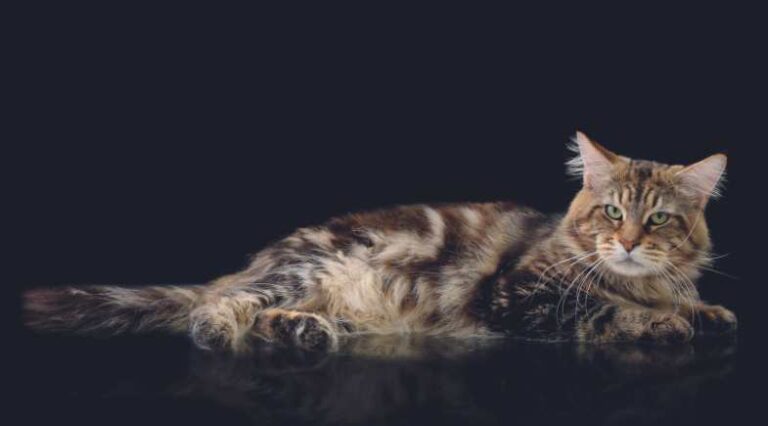 Temperamento_Pulo_do_Gato
