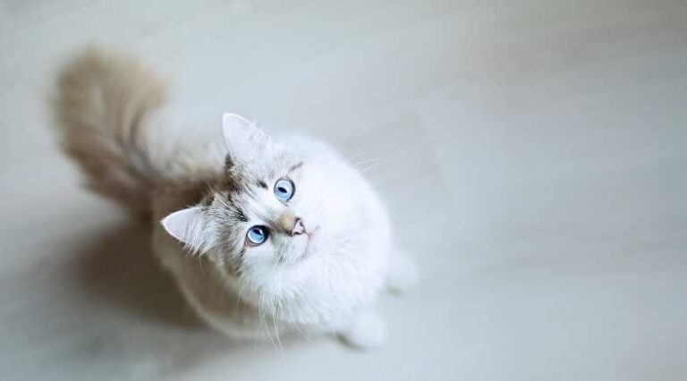 Terapeuta_Comportamental_Pulo_do_gato_capa