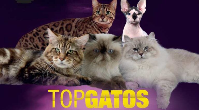 Top_Gatos_60_Pulo_do_Gato