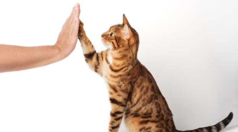 Treinar_Gatos_Pulo_do_Gato