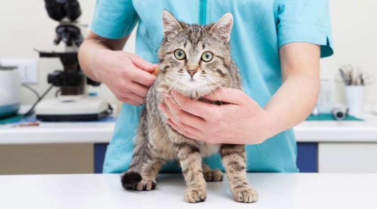 Vacinas_Pulo_do_gato_SEO
