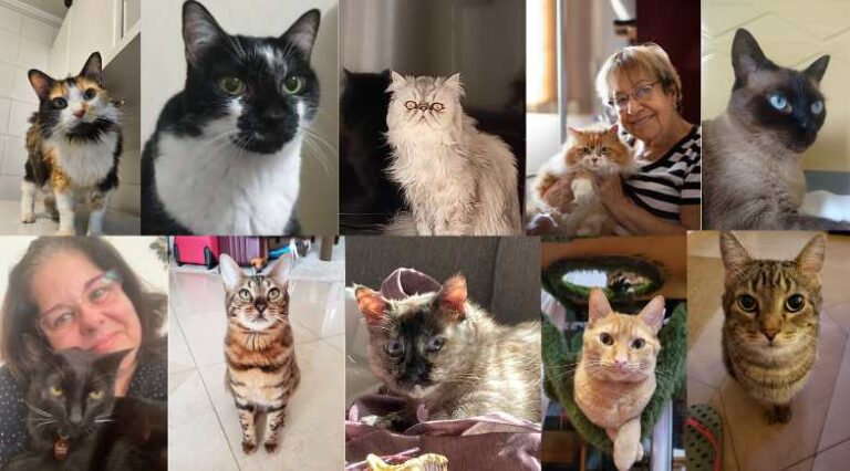 Viver_Com_Gatos_5_Pulo_do_Gato