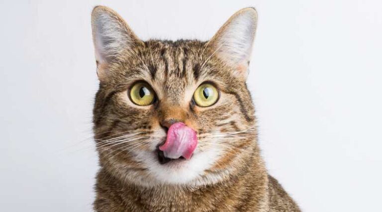 alimentos _umidos_pulo_do_gato_1_SSEO