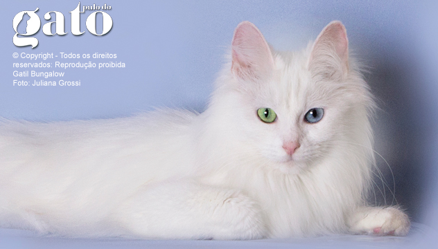 angora_turco