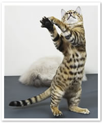 bengal