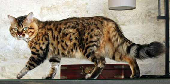 bengal3