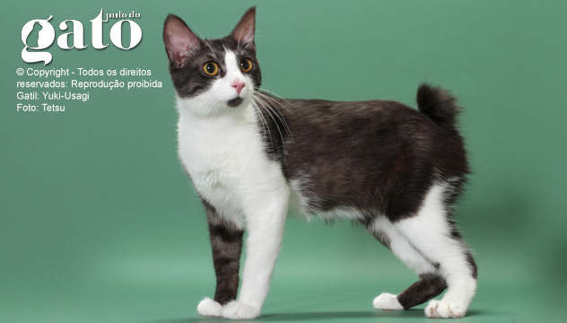 bobtail