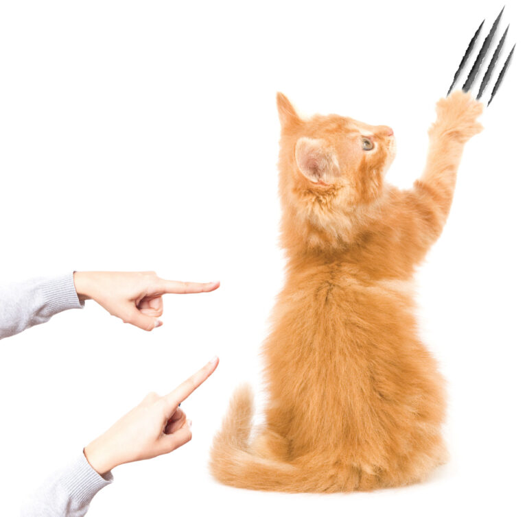 debate