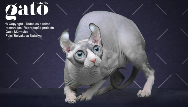 elfo