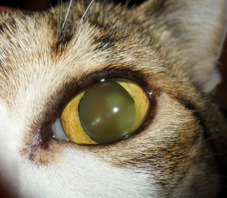 florida%20spot%20felino