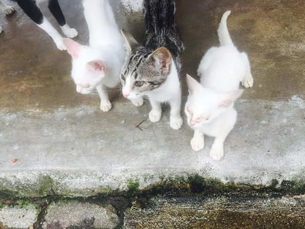 gatinhos2