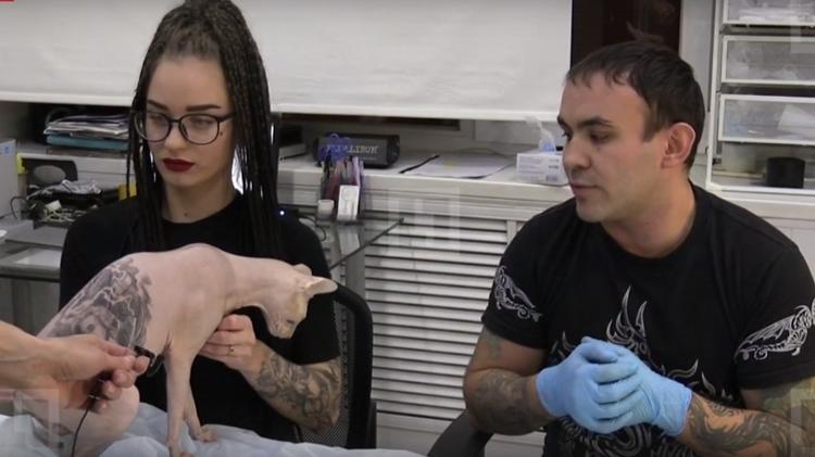 gato%20tatuado%202