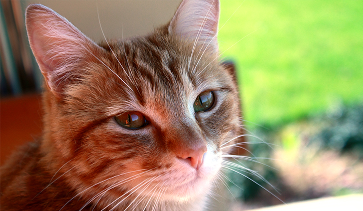 gato%20tranquilo