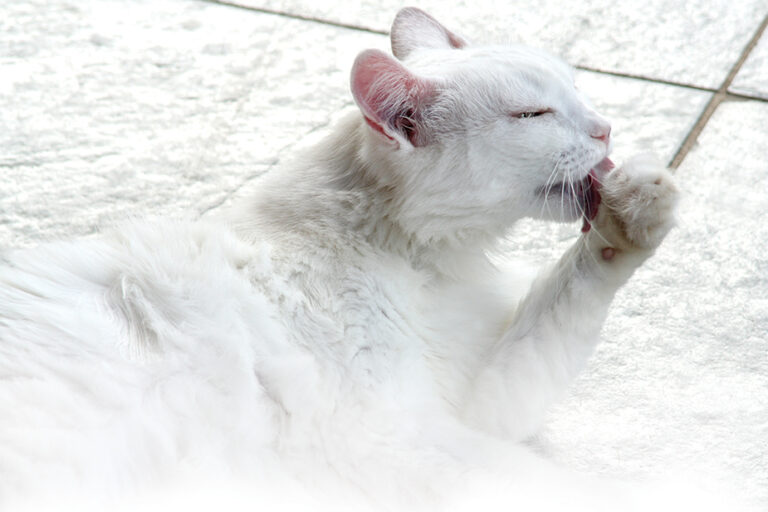 gato(1)