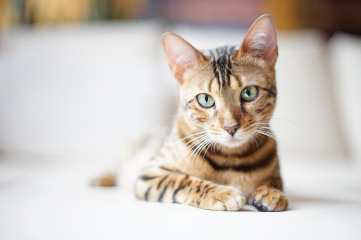 gato1