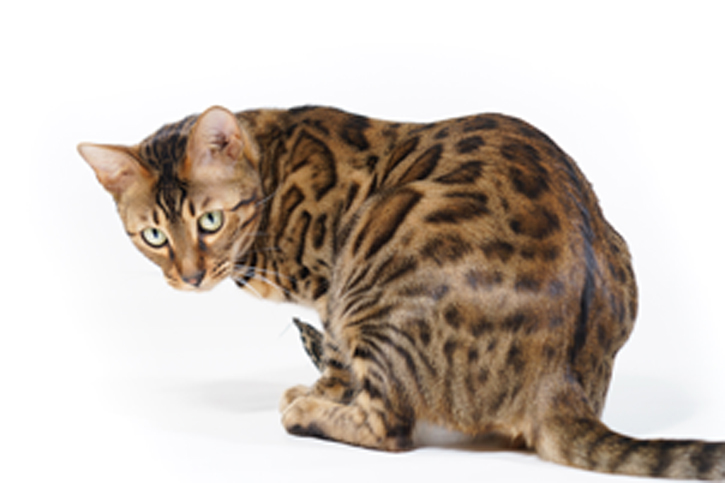gato2_2