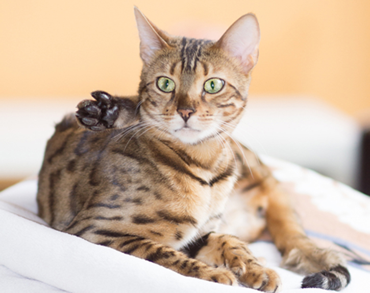 gato3(1)