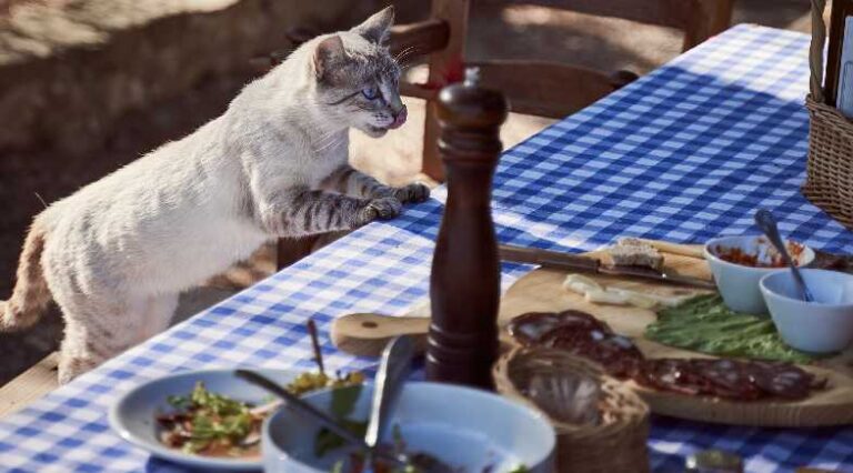 gato_travesso_Pulo_do_gato_SEO(1)