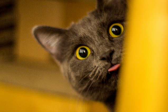 gatoarteiro