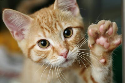 gatos-2