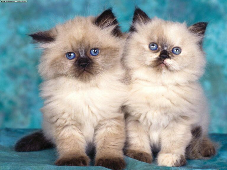 gatos1