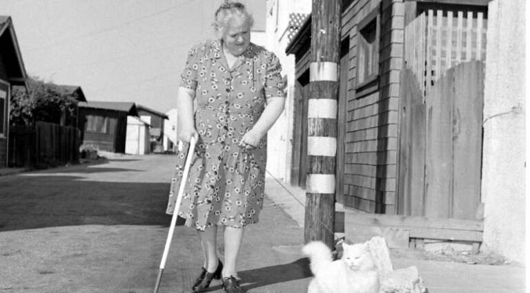 gatos_guia_capa_pulo_do_gato_SEO