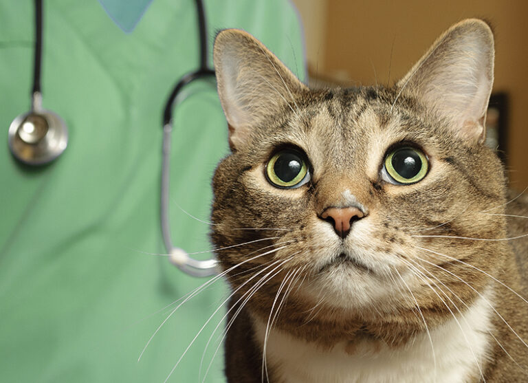 revista-pulo-do-gato-vet-responde