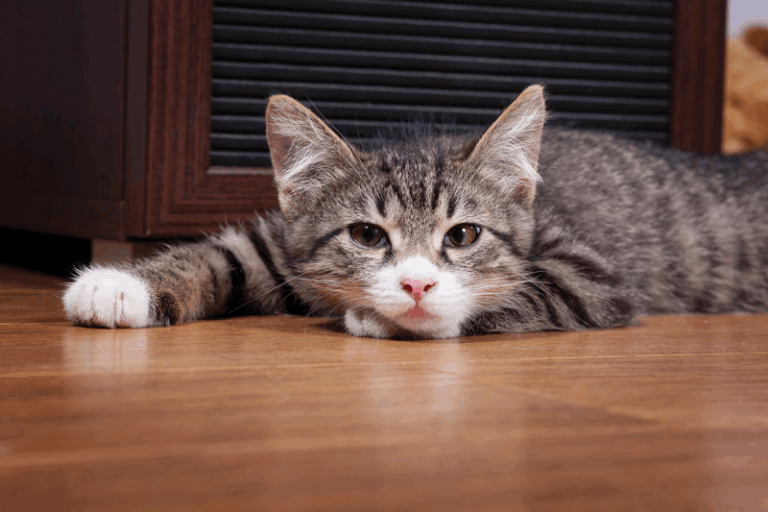 iStock_000017832503_Full