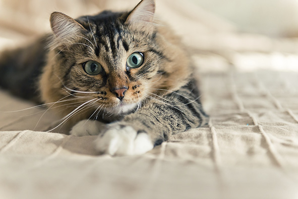 iStock_000045830284_Large
