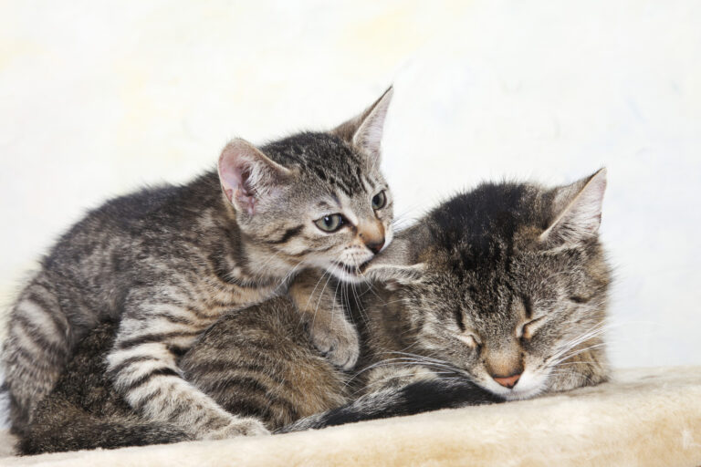 iStock_000055343392_Medium