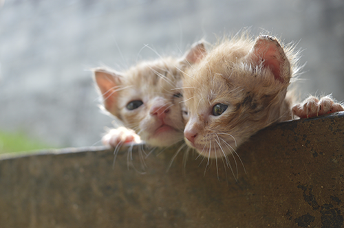 iStock_000075176667_Double