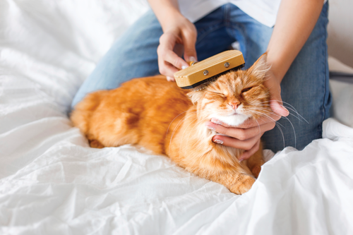 iStock_000075848379_Full