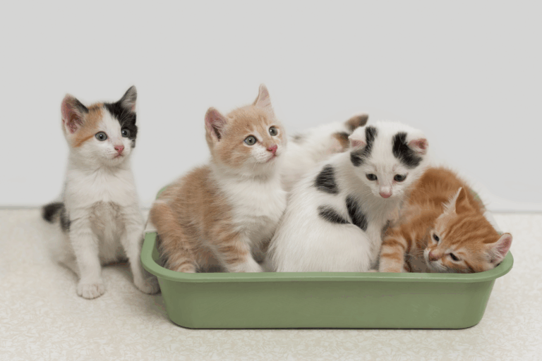 iStock_83457945_LARGE