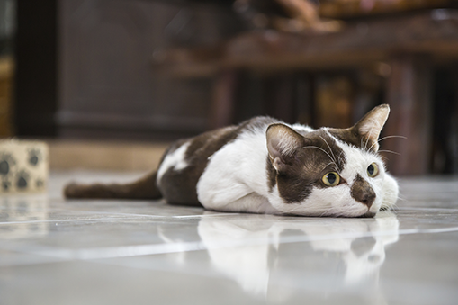 iStock_89030451_MEDIUM