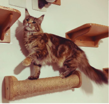 Angorá_Turco_Guia_Raças_Revista_Pulo_do_Gato