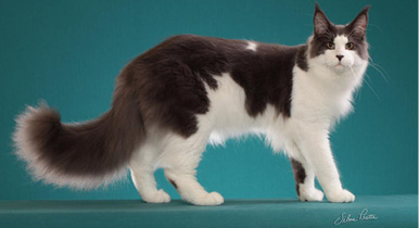 American_Curl_Guia_Raças_Revista_Pulo_do_Gato