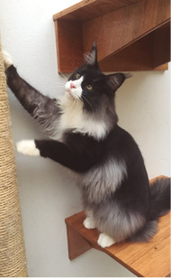 American_Shorthair_Guia_Raças_Pulo_do_Gato