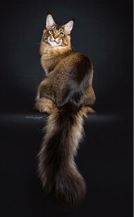 Brazilian_Shorthair_Guia_Raças_revista_pulo_do_Gato