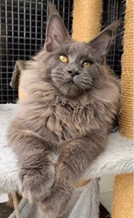 Bengal_Guia_Raças_Revista_Pulo_do_Gato