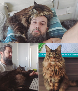 British_Shorthair_Guia_Raças_Revista_Pulo_do_Gato