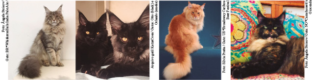 Burmulla_Guia_Raças_Revista_Pulo_do_Gato
