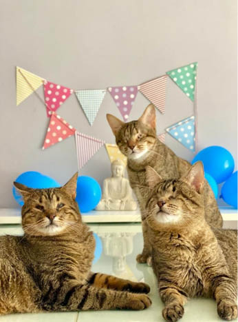 Gatil_Santilli_Pulo_do_Gato