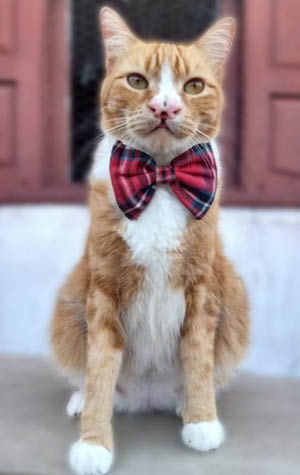 Petisco_Obesidade_Antes_Depois_Pulo_do_Gato