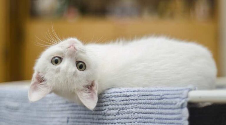 quem_manda_em_quem_PUlo_do_gato_SEO
